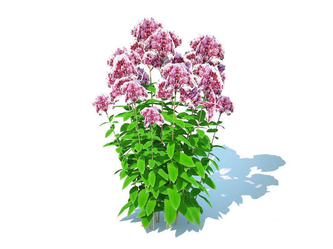 Eupatorium purpureum – Joe Pye Weed Image 5