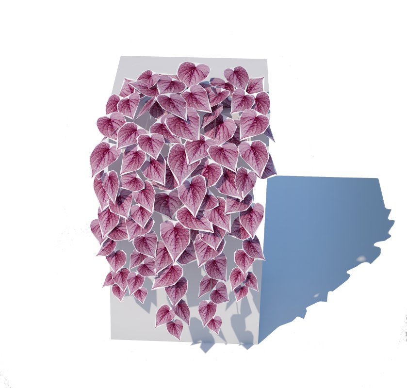 Ipomoea-Sweet Potato Vine Image 2