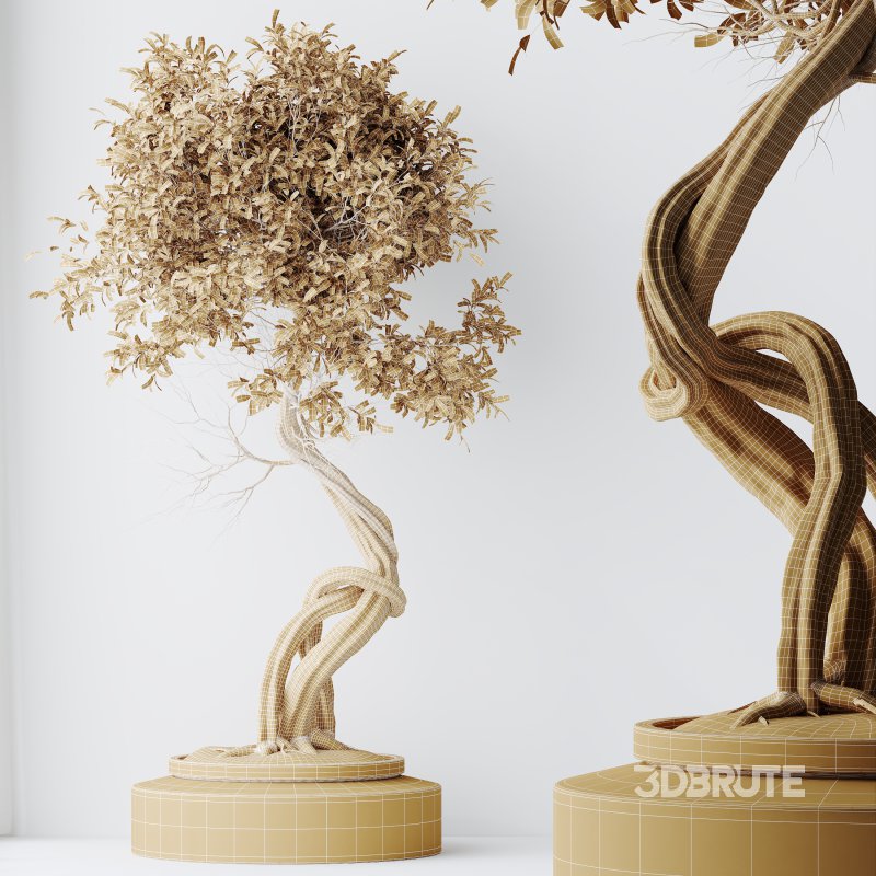 AV Indoor plants set 211 Ficus Bonsai Ginseng and ParadiseBird and Areca Majesty Cat Reed Palm Image 8