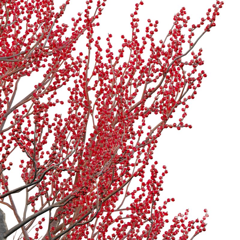 Ilex verticillata – Winterberry 03 Image 4
