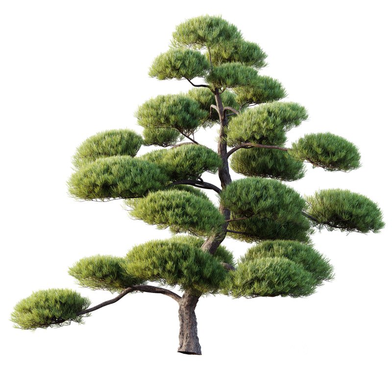 AV Plants Pinus Bonsai Sylvestris Pine Parviflora Scotch Contorta06 Image 2