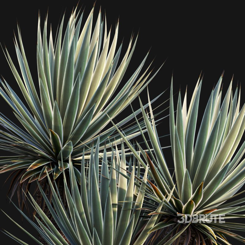 Agave Angustifolia – Caribbean Agave – 02 Image 2