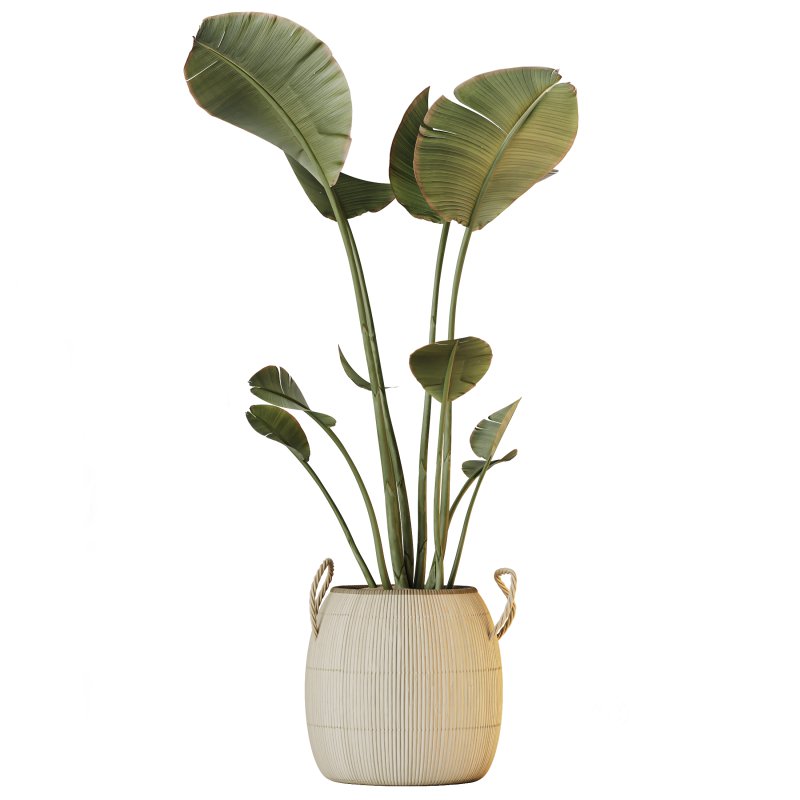 AV Indoor Plant Set 217 Mission Olive ParadiseBird Rhapis Excelsa Lady Palm Ravenala Banana Strelitzia Nicolai Image 3