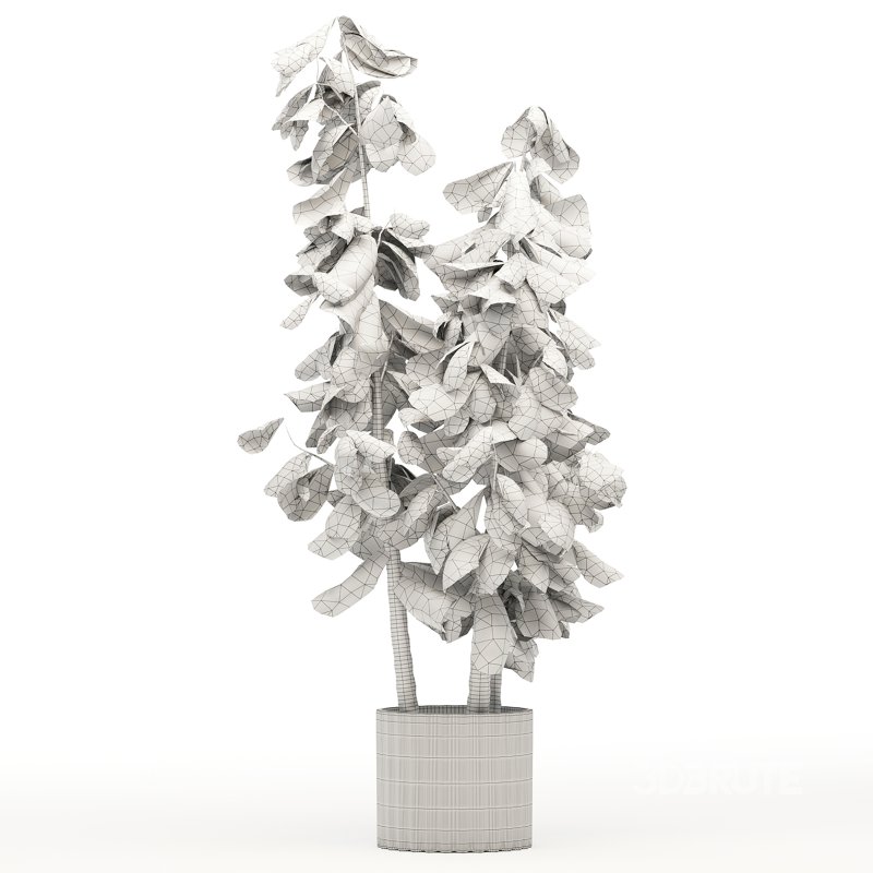 Indoor Plant 001 Ficus Lyrata Fiddle Leaf With White Pot Image 4