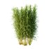 Bamboo Bambusoideae Bush 02 - Thumbnail 5