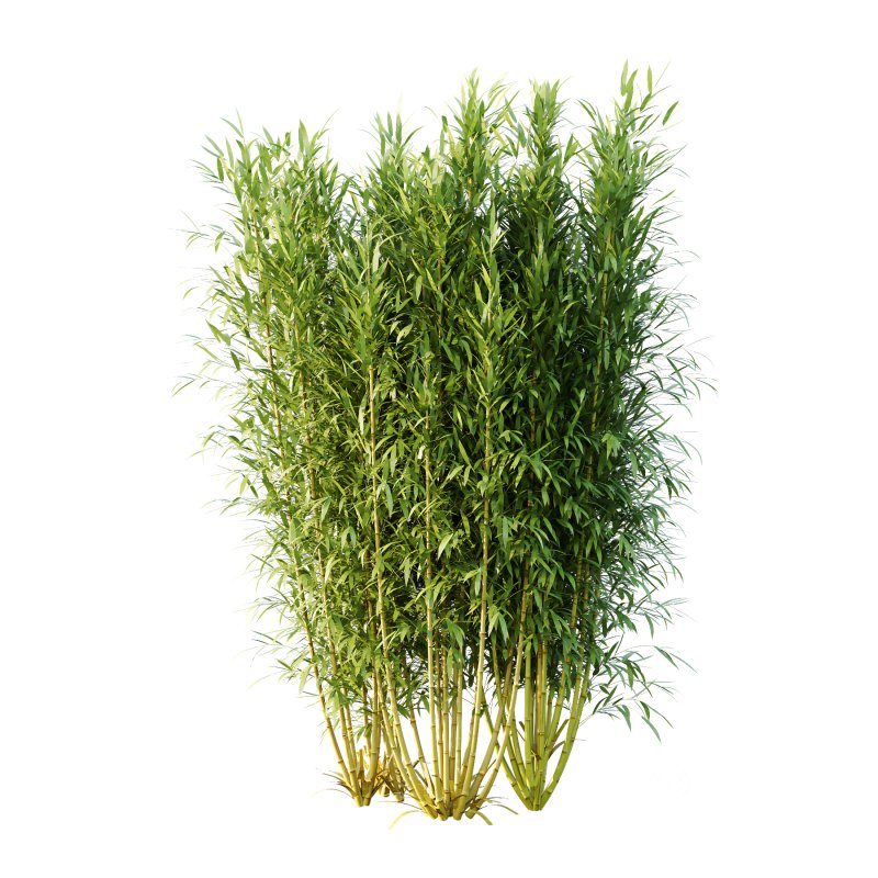 Bamboo Bambusoideae Bush 02 Image 5