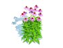 Echinacea – purple coneflower - Thumbnail 1