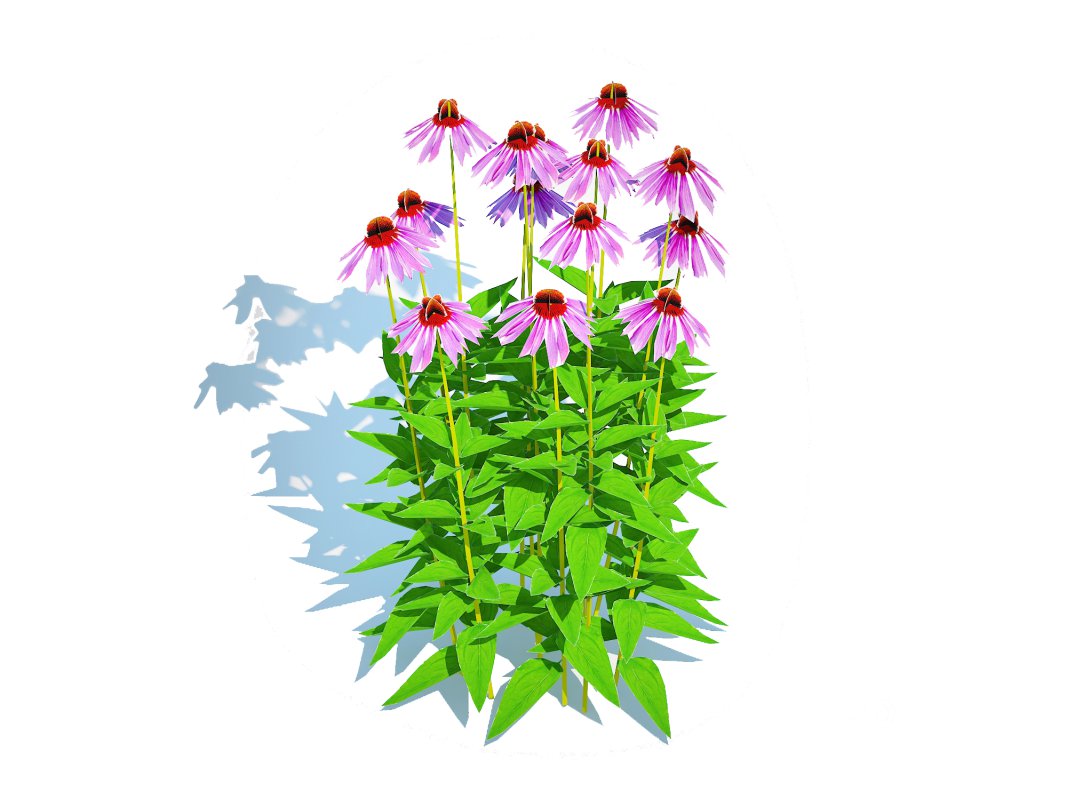 Echinacea – purple coneflower Image 1