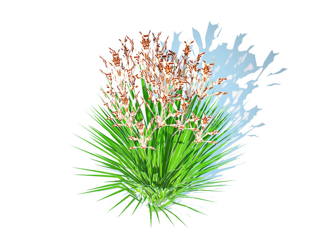 Deschampsia flexuosa – Wavy Hair Grass Image 4