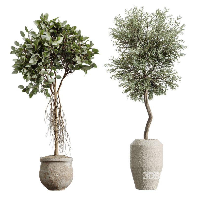 AV Indoor Plants Set 233 Olive Wilsonii and Mission Chemlali Olive and Ficus African Fig and Ficus Benjamina Image 4