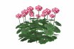 Pelargonium-Geranium-Pink White - Thumbnail 4