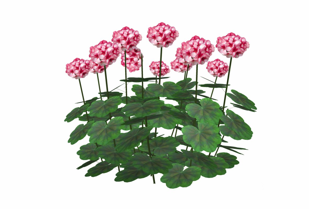 Pelargonium-Geranium-Pink White Image 4