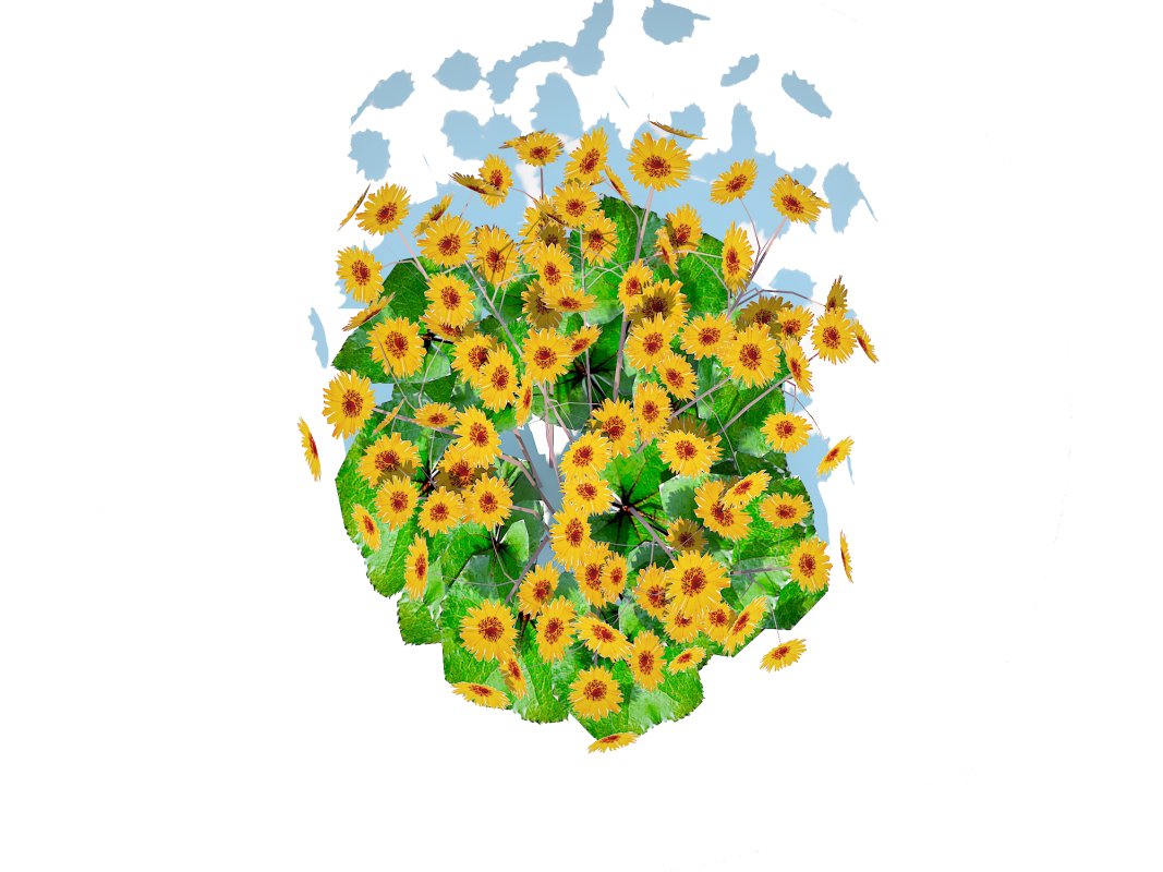 Ligularia Britt Marie Crawford – Ligularia Image 2