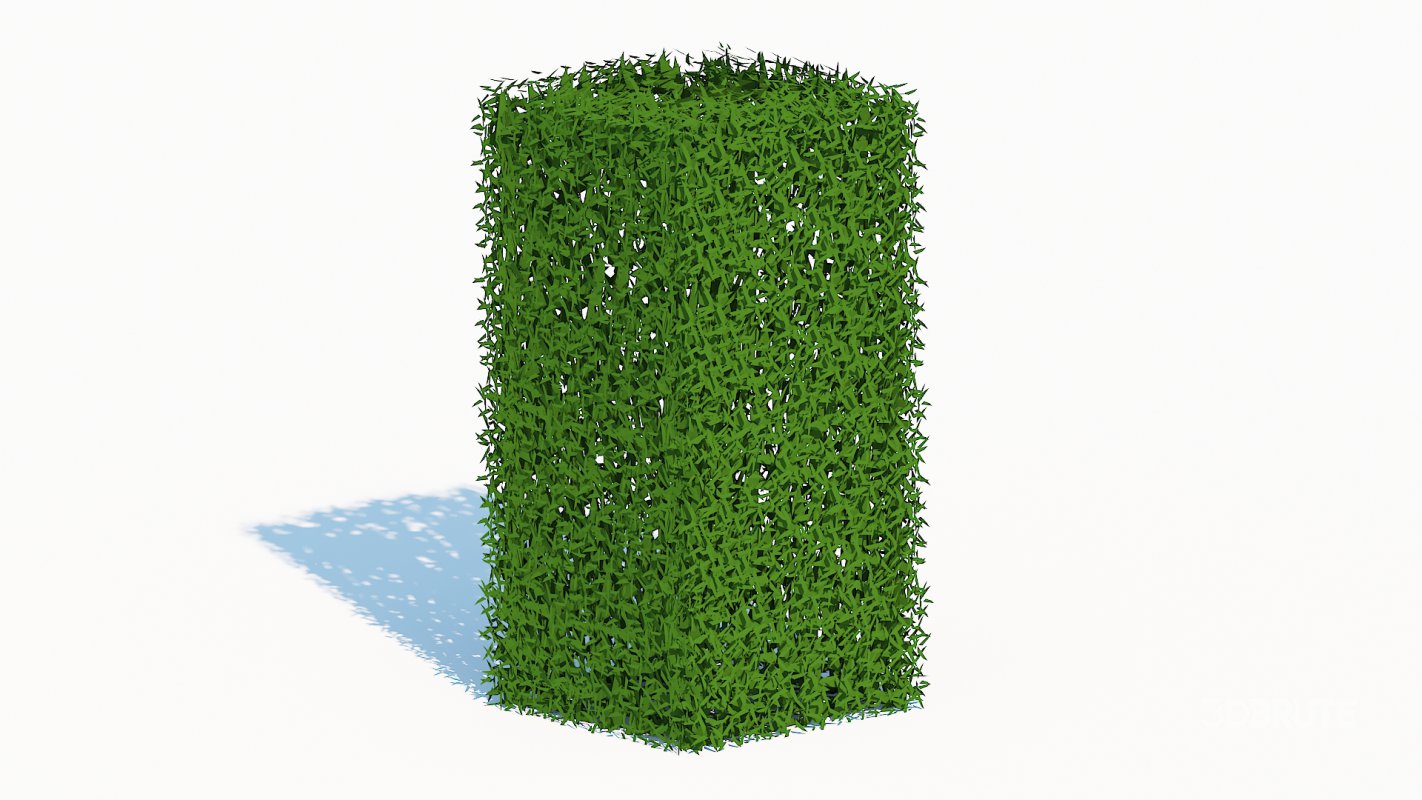 Taxus Media-Upright Image 5