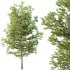 AV Plants Mountain Pine Needles Mugo Pinus Swiss - Thumbnail 2