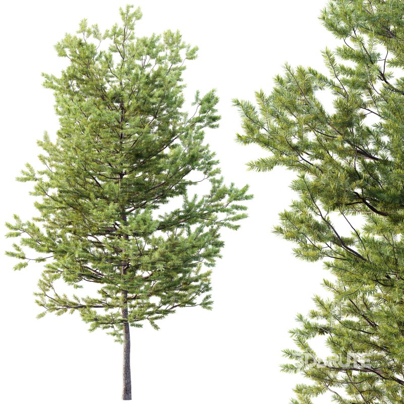 AV Plants Mountain Pine Needles Mugo Pinus Swiss Image 2