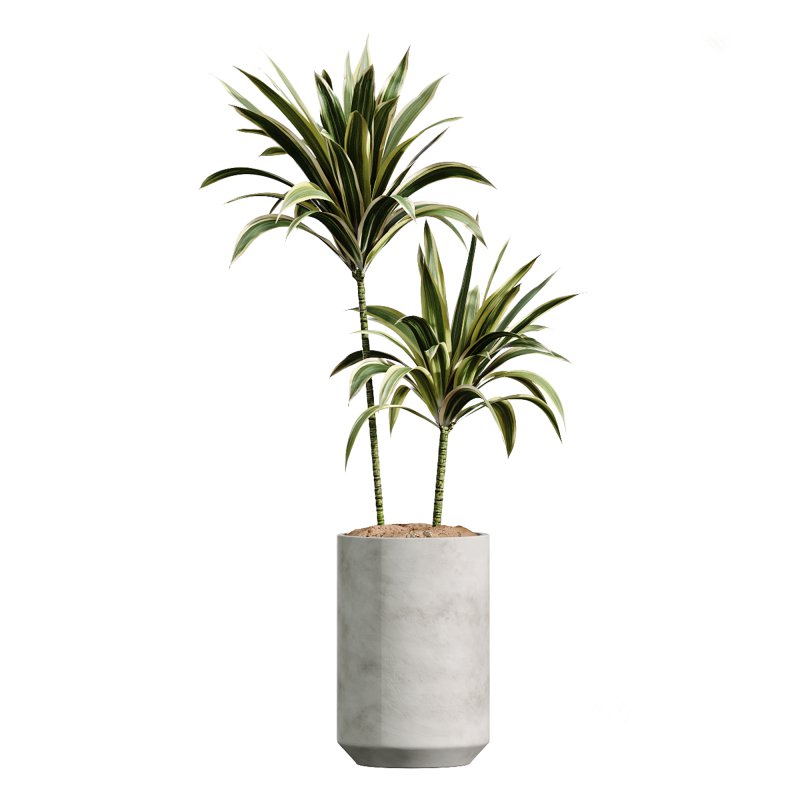 AV Indoor PlantsSet 224 Mission Olive Areca Palm Dracaena Lemon Ficus Melany Cuban Cigar Image 2
