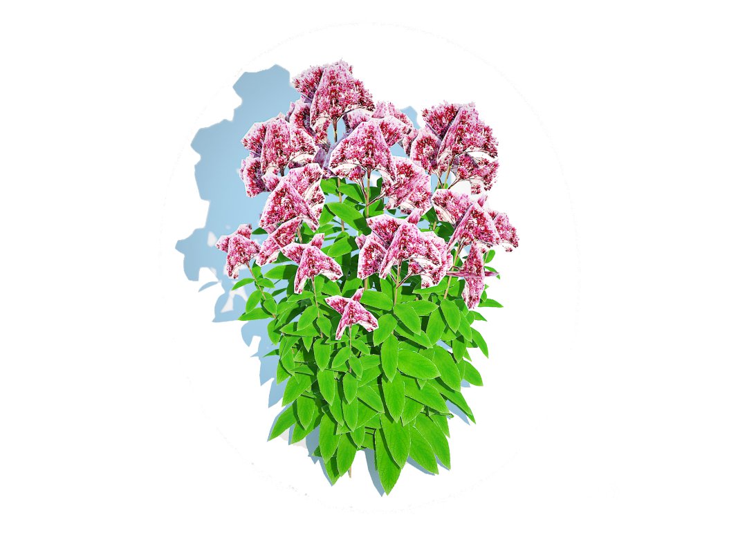 Eupatorium purpureum – Joe Pye Weed Image 1