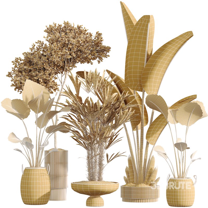 AV Indoor Plant Set 217 Mission Olive ParadiseBird Rhapis Excelsa Lady Palm Ravenala Banana Strelitzia Nicolai Image 8