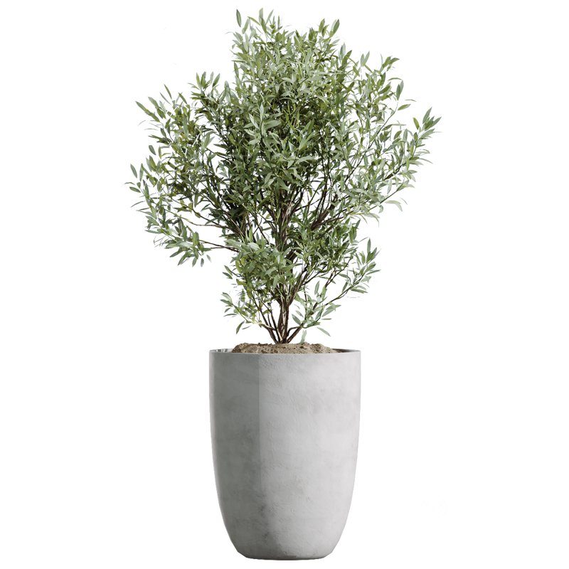 AV Indoor plants set 208 Mission Olive and Cyara Areca Palm and Strelitzia Reginae Nicolai and Yucca Aloifolia Rostrata Image 4