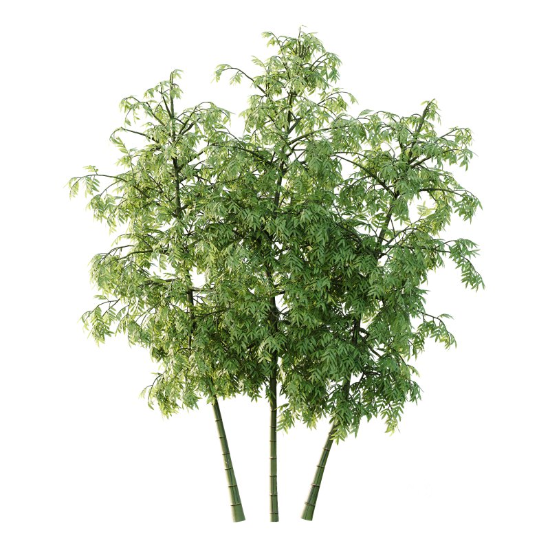 Bamboo Bambusoideae Tree 02 Image 3