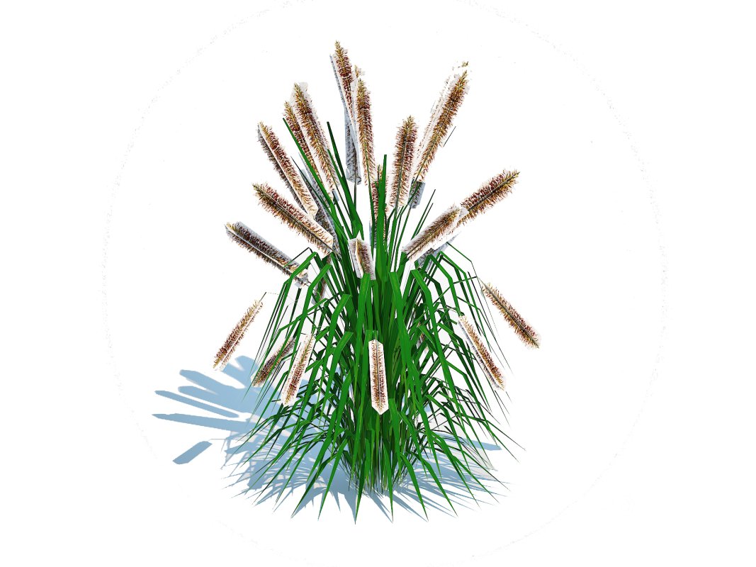 Pennisetum alopecuroides Image 3