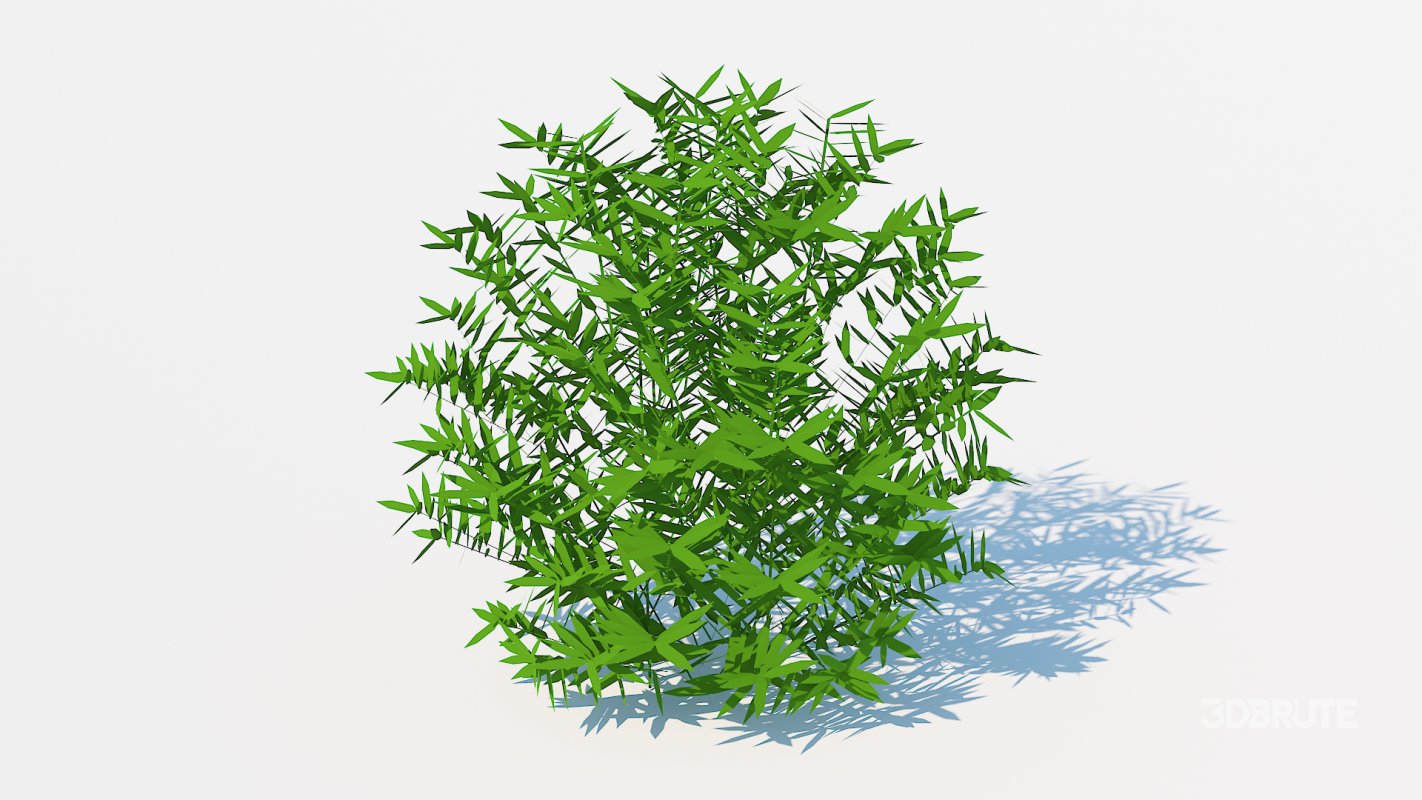 Taxus Media-Round Image 1