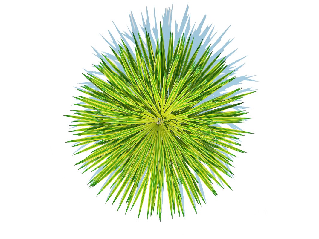 Hakonechloa – forest grass Image 3