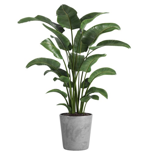 indoor plant 02