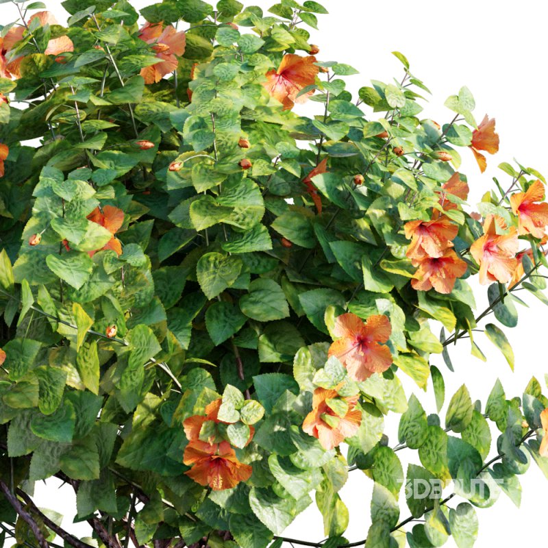 Chinese hibiscus – Hibiscus rosa-sinensis – 03 Image 3