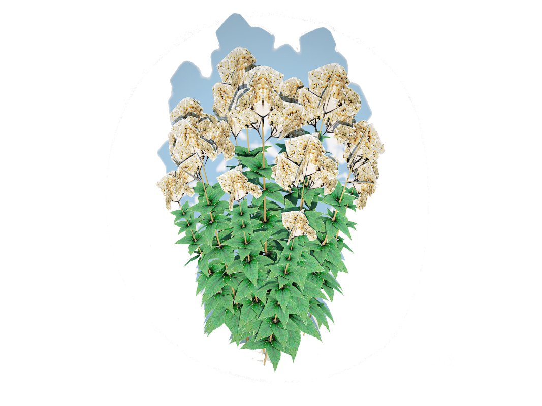 Eupatorium rugosum Chocolate – White Snakeroot Image 2