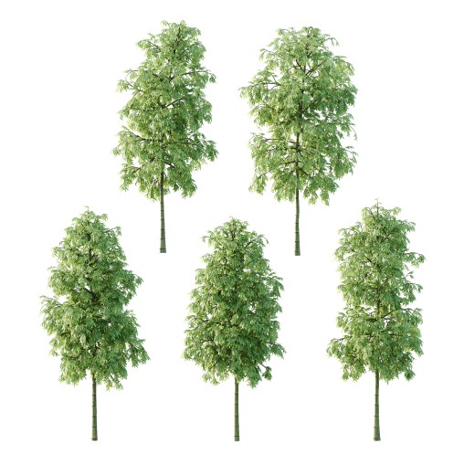 Bamboo Bambusoideae Tree 01