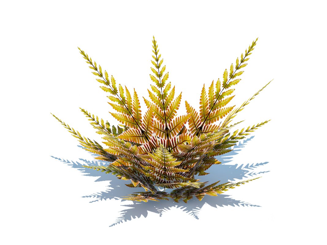 Dryopteris erythrosora – Autumn fern Image 4