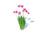 Tulipa – tulips_Pink - Thumbnail 1