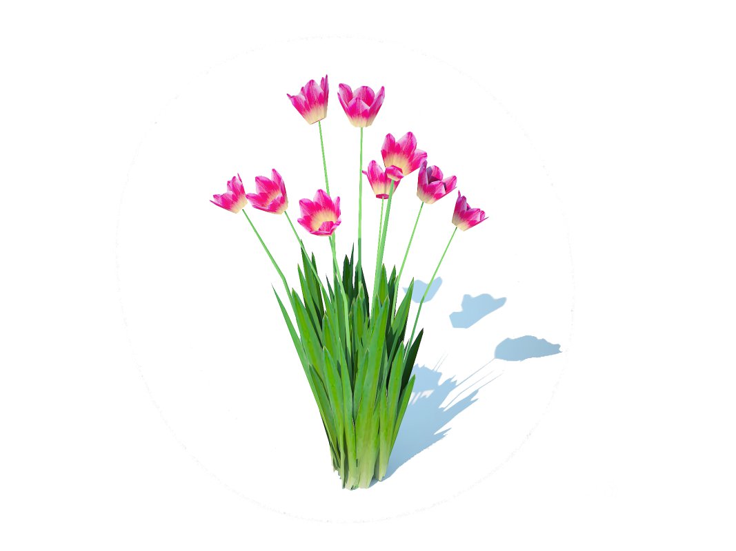 Tulipa – tulips_Pink Image 1