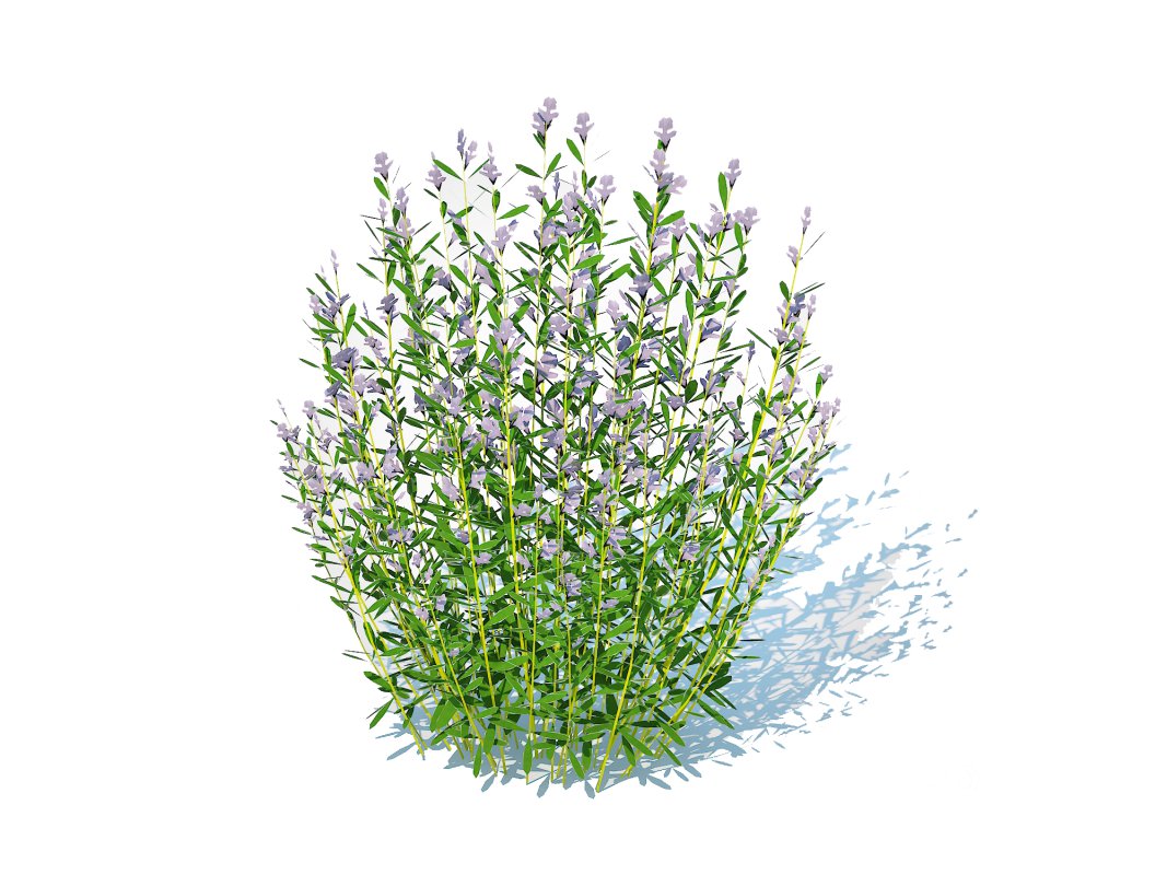 Rosmarinus officinalis Image 2