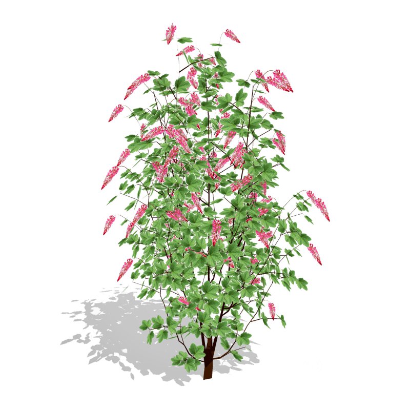 Ribes sanguineum-Flowering Currant Image 2