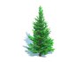 Abies fraseri- Fraser Fir -Small - Thumbnail 3