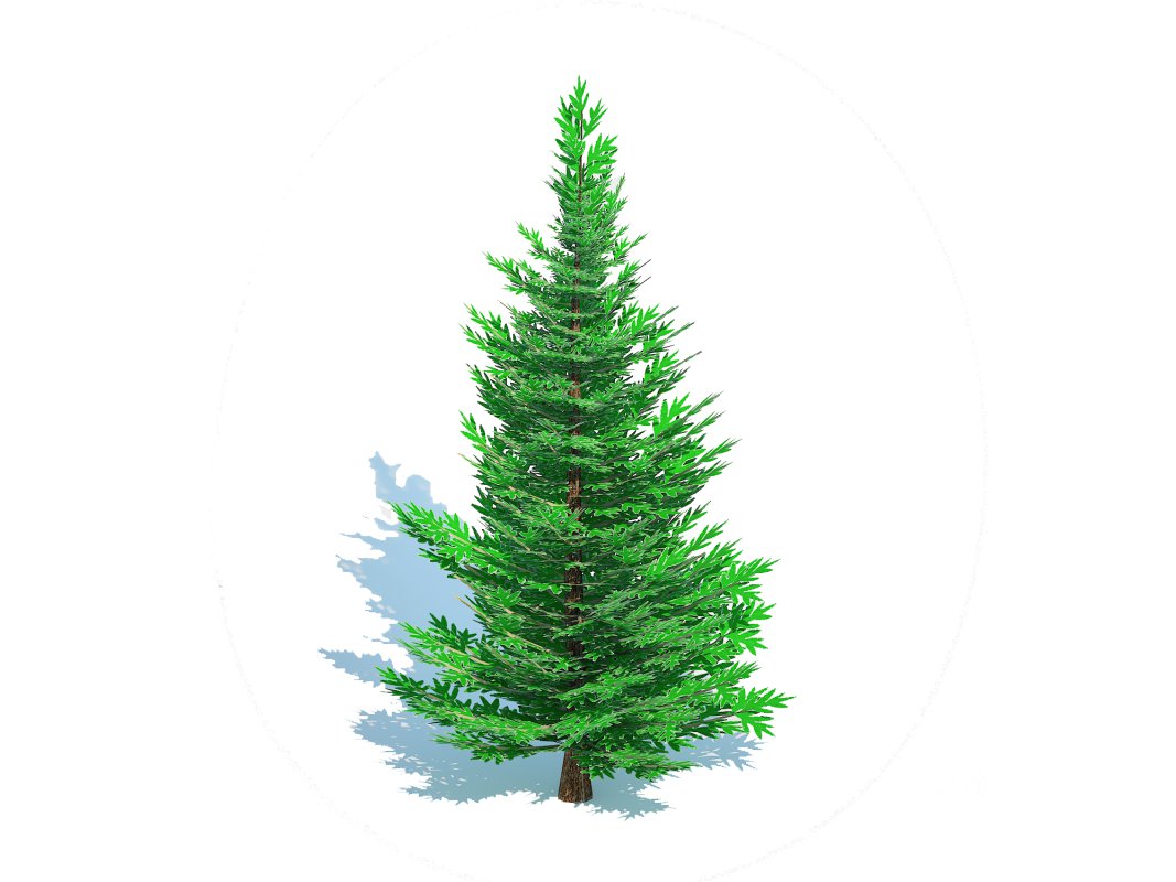 Abies fraseri- Fraser Fir -Small Image 3