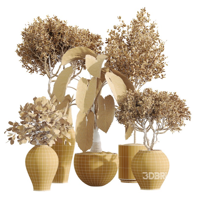 AV Indoor Plants Set 228 Mission Olive and Branche Decorative and Alocasia Elephant and Fruit Orange Tree Image 3