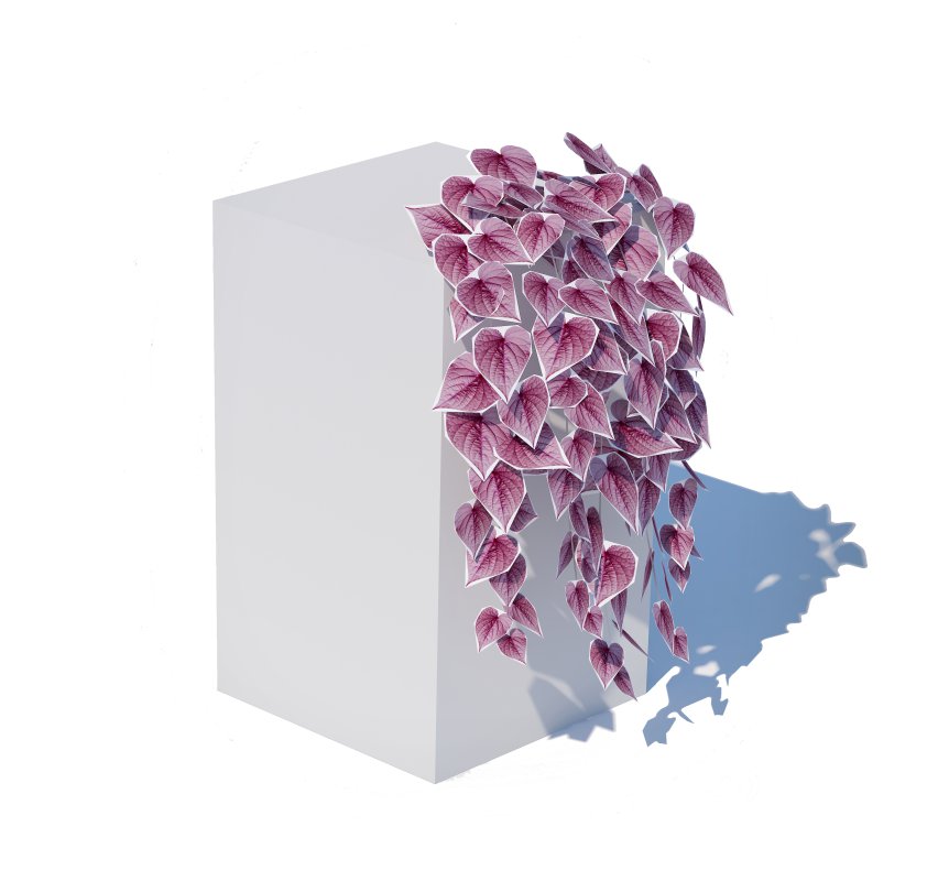 Ipomoea-Sweet Potato Vine Image 5