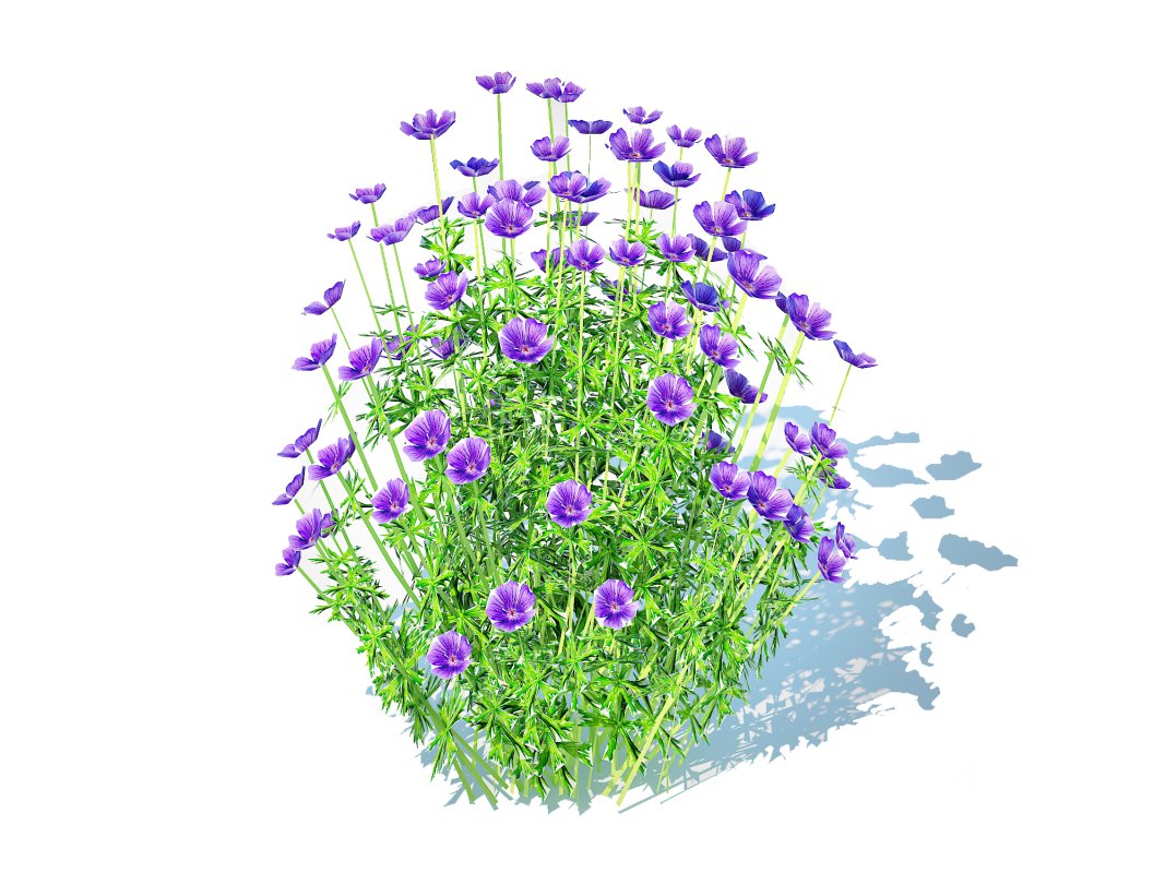 Geranium – Orion Cranesbill Image 1