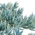 Senecio Mandraliscae – Blue Chalksticks – 01 - Thumbnail 2