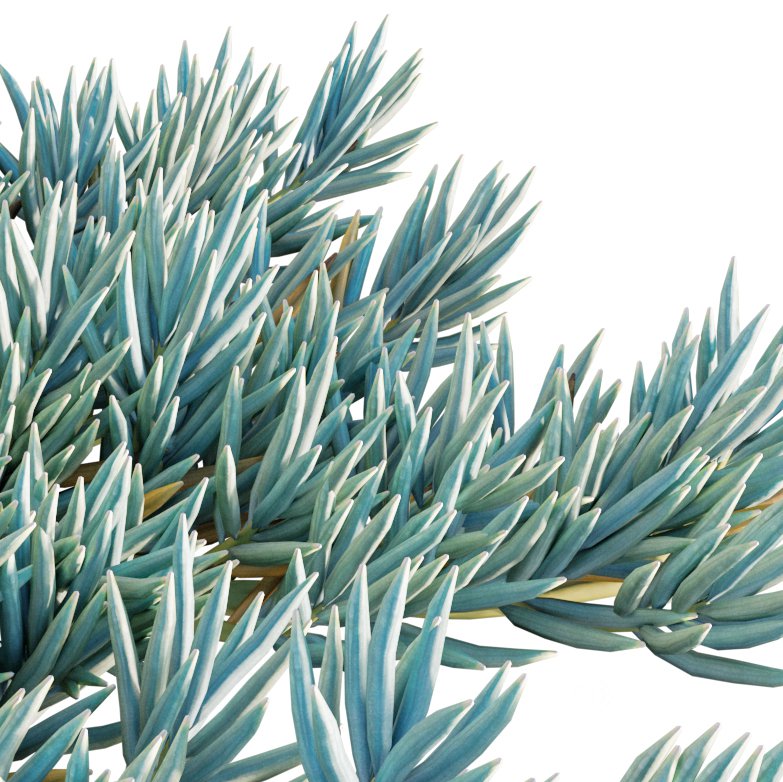 Senecio Mandraliscae – Blue Chalksticks – 01 Image 2