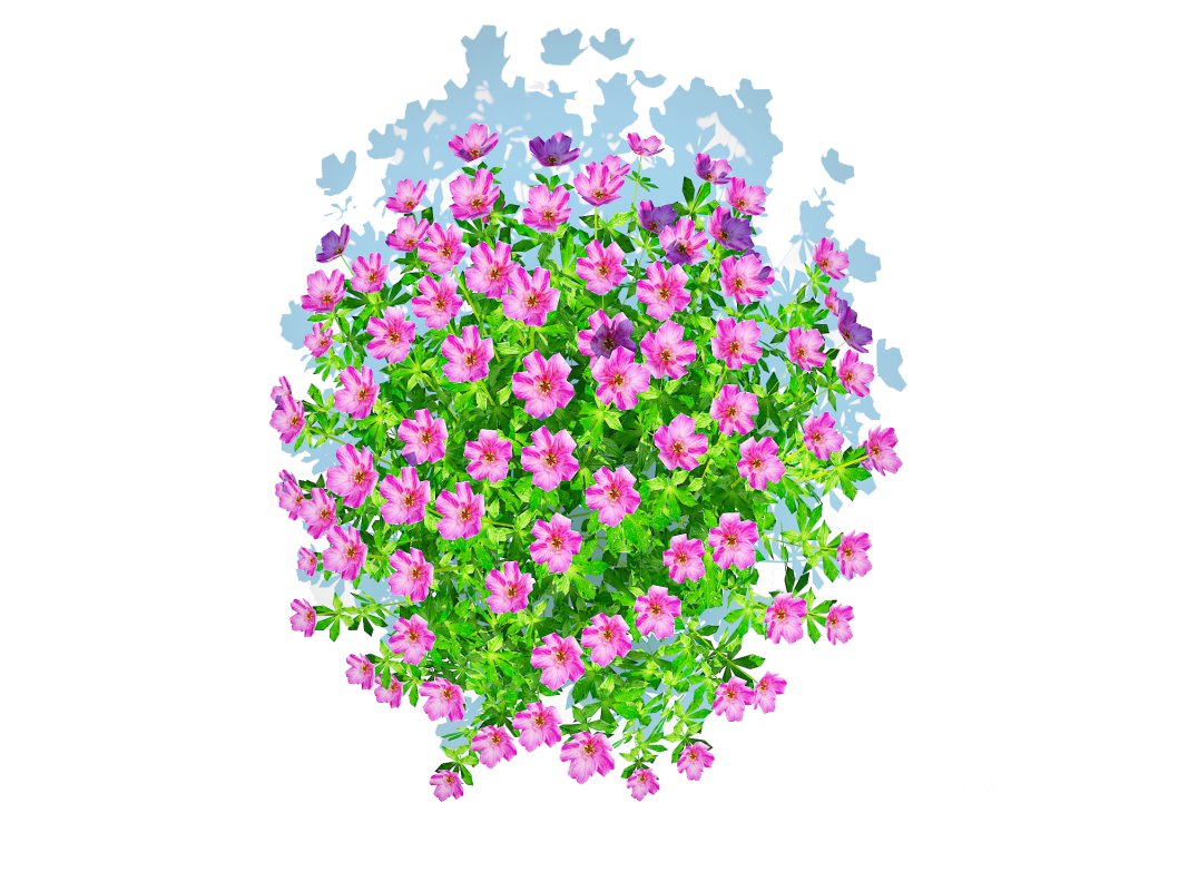 Geramium – pink cranesbill Image 1