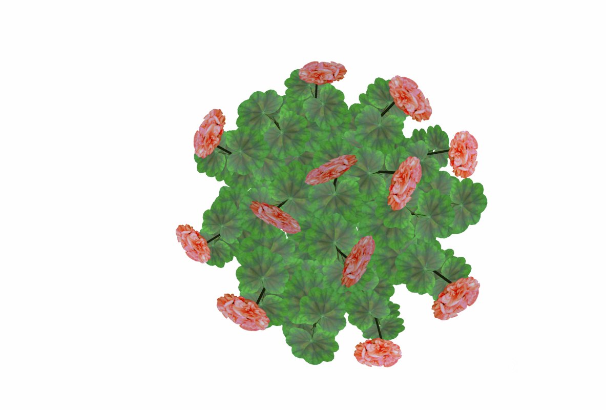 Pelargonium-Geranium-Orange Image 4