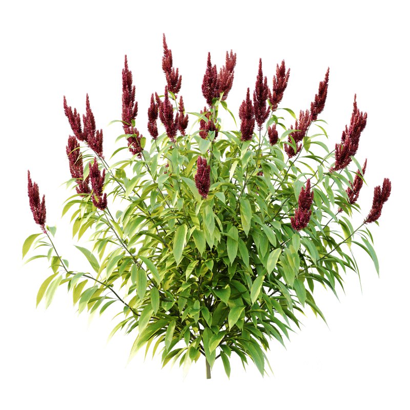 Different bush 08 Image 2