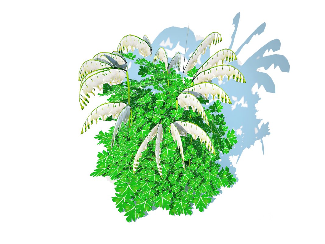 Dicentra spectabilis Alba – White Bleeding Heart Image 4