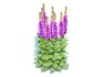 Digitalis purpurea – Common Foxglove purple - Thumbnail 3