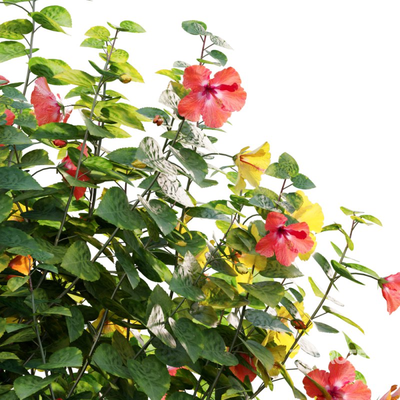 Chinese hibiscus – Hibiscus rosa-sinensis – 02 Image 2